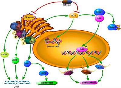 Molecular Mechanism of Caffeine in Preventing Bronchopulmonary Dysplasia in Premature Infants